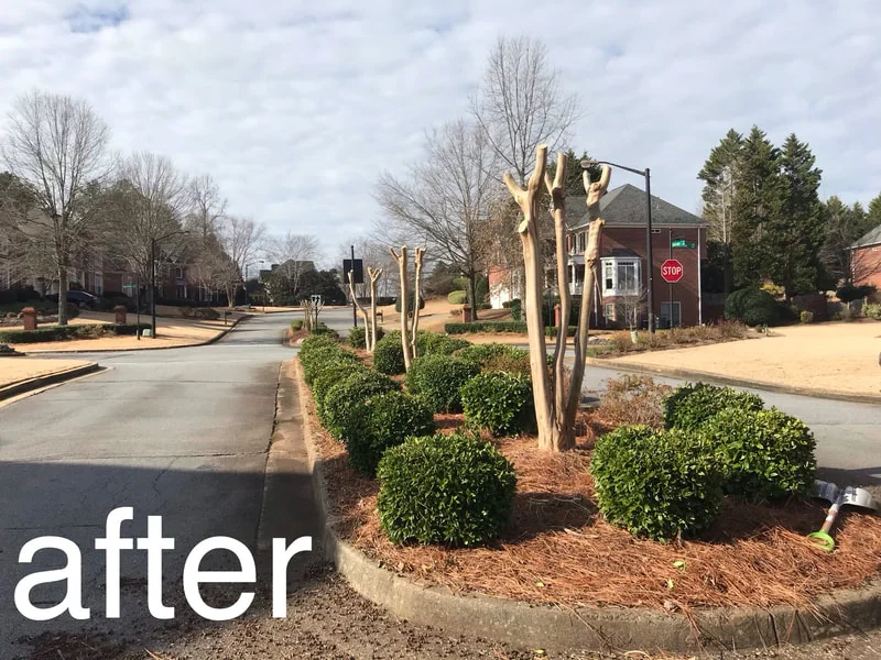 After: tree removal completed, Marietta, GA