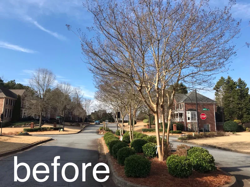 Before: tree removal, Marietta, GA