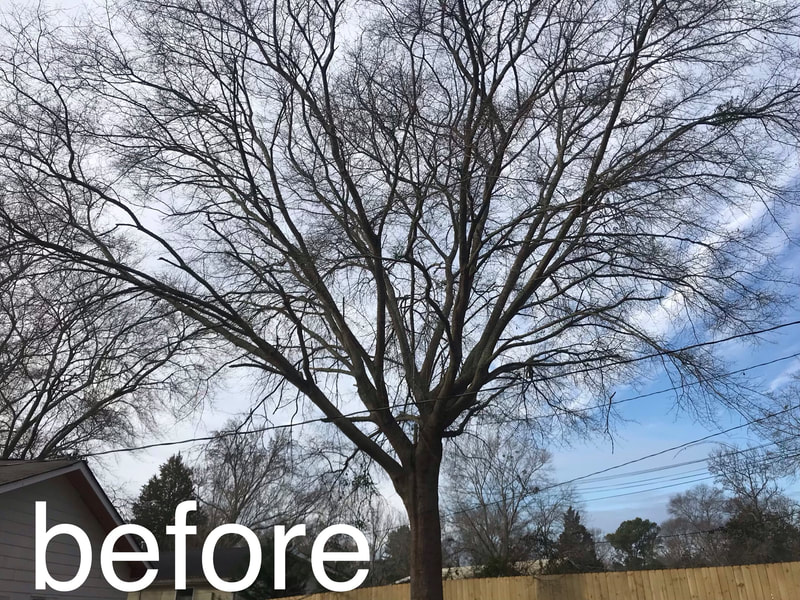 Before: overgrown job site