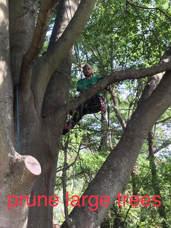 Tree removal in progress