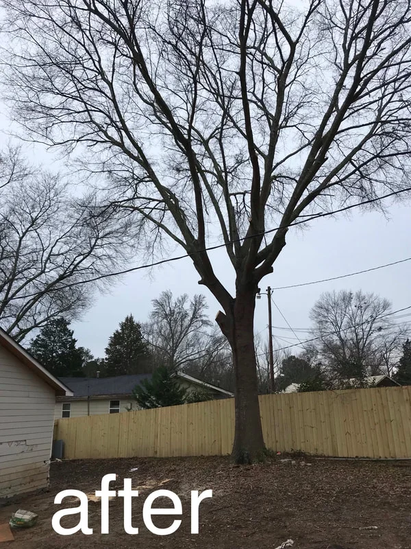 Climber pruning canopy